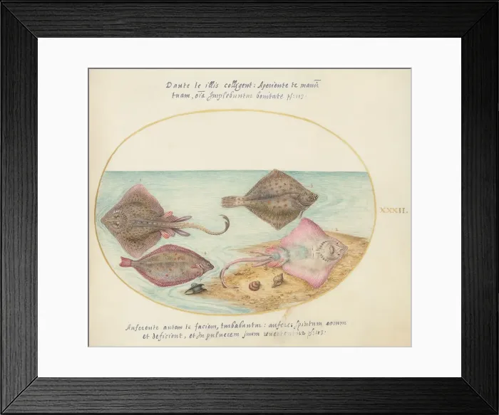 Framed Print : Animalia Aqvatilia et Cochiliata (Aqva): Plate XXXII, c. 1575 / 1580. Creator: Joris Hoefnagel Framed Print : Animalia Aqvatilia et Cochiliata (Aqva): Plate XXXII, c. 1575 / 1580. Creator: Joris Hoefnagel
