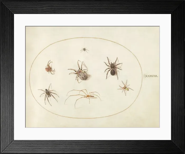 Framed Print : Plate 38: Seven Spiders, c. 1575 / 1580. Creator: Joris Hoefnagel Framed Print : Plate 38: Seven Spiders, c. 1575 / 1580. Creator: Joris Hoefnagel