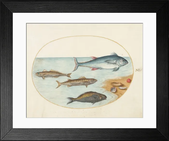 Framed Print : Animalia Aqvatilia et Cochiliata (Aqva): Plate XI, c. 1575 / 1580. Creator: Joris Hoefnagel Framed Print : Animalia Aqvatilia et Cochiliata (Aqva): Plate XI, c. 1575 / 1580. Creator: Joris Hoefnagel