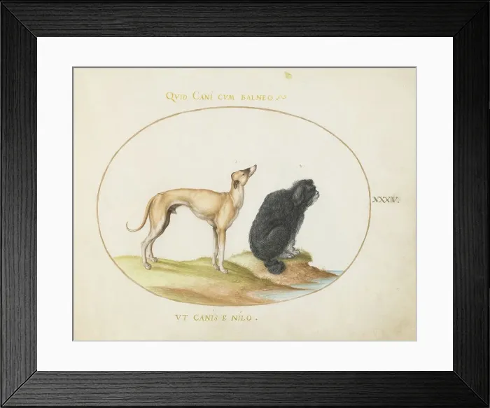 Framed Print : Animalia Qvadrvpedia et Reptilia (Terra): Plate XXXV, c. 1575 / 1580. Creator: Joris Hoefnagel Framed Print : Animalia Qvadrvpedia et Reptilia (Terra): Plate XXXV, c. 1575 / 1580. Creator: Joris Hoefnagel