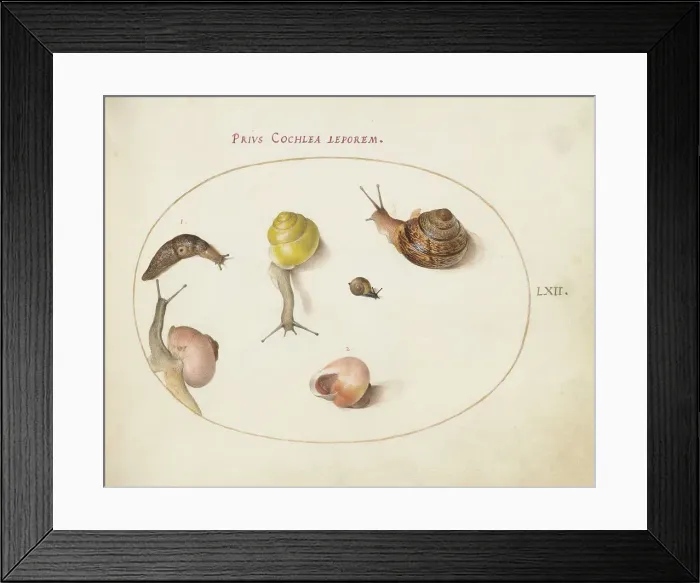 Framed Print : Animalia Qvadrvpedia et Reptilia (Terra): Plate LXII, c. 1575 / 1580. Creator: Joris Hoefnagel Framed Print : Animalia Qvadrvpedia et Reptilia (Terra): Plate LXII, c. 1575 / 1580. Creator: Joris Hoefnagel