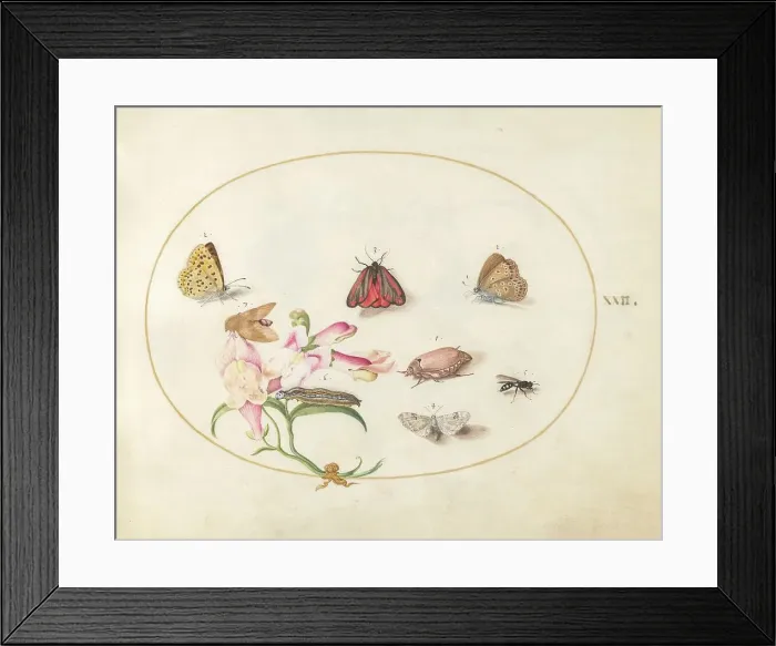 Framed Print : Plate 22: Butterflies with Other Insects and a Snapdragon, c. 1575 / 1580. Creator: Joris Hoefnagel Framed Print : Plate 22: Butterflies with Other Insects and a Snapdragon, c. 1575 / 1580. Creator: Joris Hoefnagel