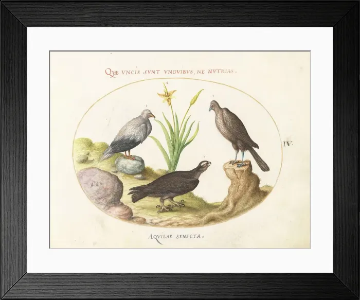 Framed Print : Animalia Volatilia et Amphibia (Aier): Plate IV, c. 1575 / 1580. Creator: Joris Hoefnagel Framed Print : Animalia Volatilia et Amphibia (Aier): Plate IV, c. 1575 / 1580. Creator: Joris Hoefnagel