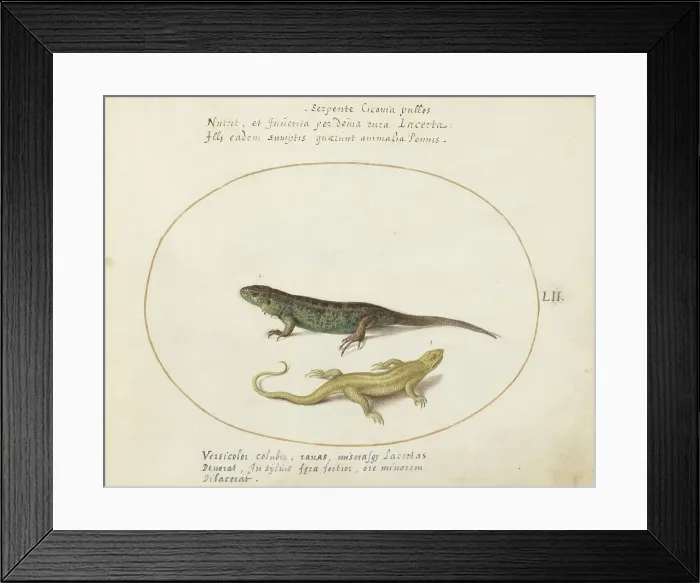 Framed Print : Animalia Qvadrvpedia et Reptilia (Terra): Plate LII, c. 1575 / 1580. Creator: Joris Hoefnagel Framed Print : Animalia Qvadrvpedia et Reptilia (Terra): Plate LII, c. 1575 / 1580. Creator: Joris Hoefnagel