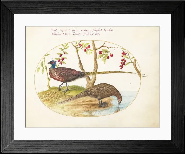 Framed Print : Animalia Volatilia et Amphibia (Aier): Plate IX, c. 1575 / 1580. Creator: Joris Hoefnagel Framed Print : Animalia Volatilia et Amphibia (Aier): Plate IX, c. 1575 / 1580. Creator: Joris Hoefnagel