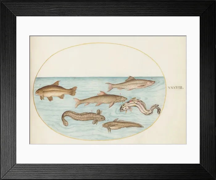 Framed Print : Animalia Aqvatilia et Cochiliata (Aqva): Plate XXXVIII, c. 1575 / 1580. Creator: Joris Hoefnagel