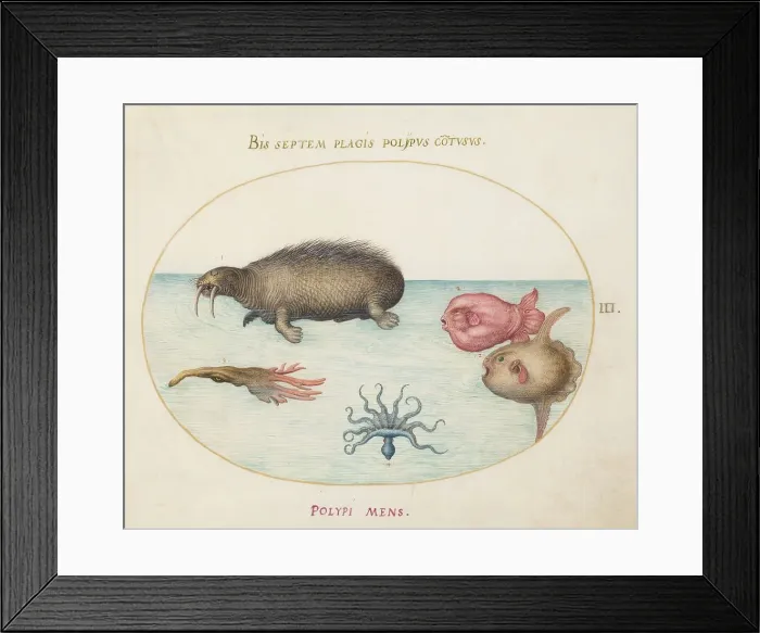 Framed Print : Animalia Aqvatilia et Cochiliata (Aqva): Plate III, c. 1575 / 1580. Creator: Joris Hoefnagel Framed Print : Animalia Aqvatilia et Cochiliata (Aqva): Plate III, c. 1575 / 1580. Creator: Joris Hoefnagel