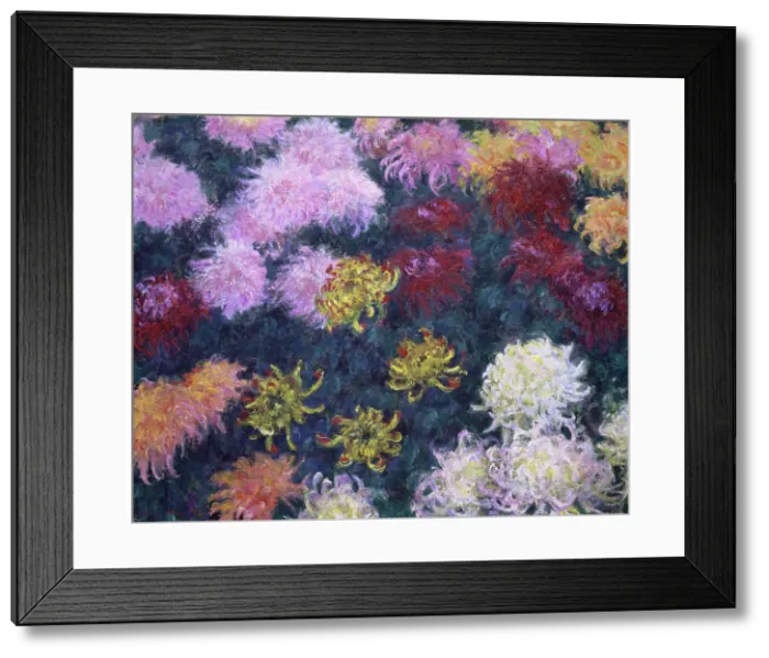 Framed Print : Massif de chrysanthèmes (Bed of Chrysanthemums), 1897. Creator: Monet, Claude (1840-1926) Framed Print : Massif de chrysanthèmes (Bed of Chrysanthemums), 1897. Creator: Monet, Claude (1840-1926)