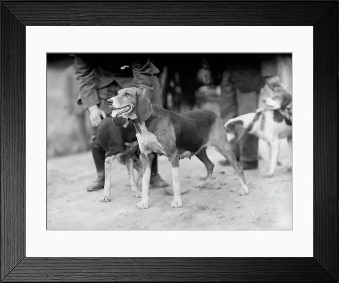 Framed Print : Edgewood Hunt. Hounds, 1912. Creator: Harris & Ewing. Edgewood Hunt. Hounds, 1912. Creator: Harris & Ewing Framed Print : Edgewood Hunt. Hounds, 1912. Creator: Harris & Ewing. Edgewood Hunt. Hounds, 1912. Creator: Harris & Ewing