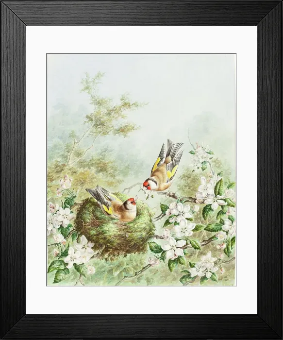 Framed Print : Gold Finches and Their Nest in an Apple Tree, 1878. Creator: Harry Bright Framed Print : Gold Finches and Their Nest in an Apple Tree, 1878. Creator: Harry Bright