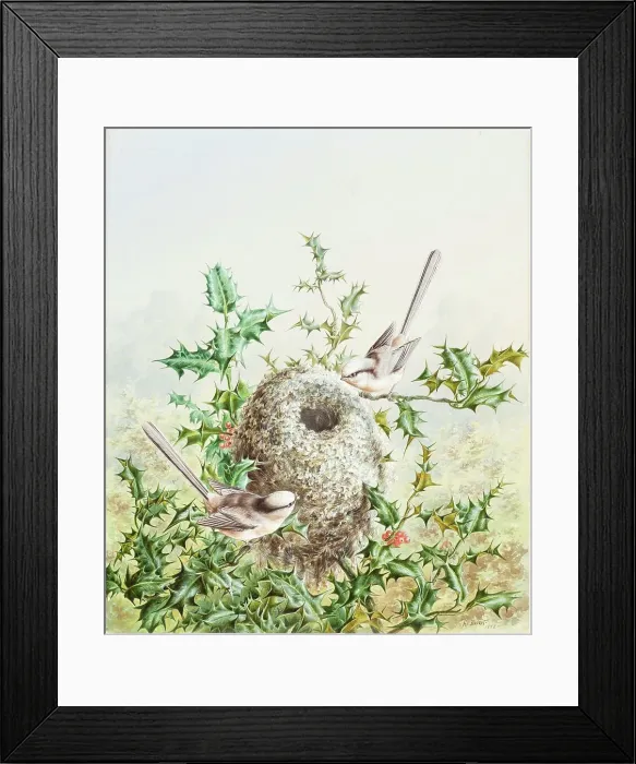 Framed Print : Coral Buntings and Their Nest in a Holly Tree, 1878. Creator: Harry Bright Framed Print : Coral Buntings and Their Nest in a Holly Tree, 1878. Creator: Harry Bright
