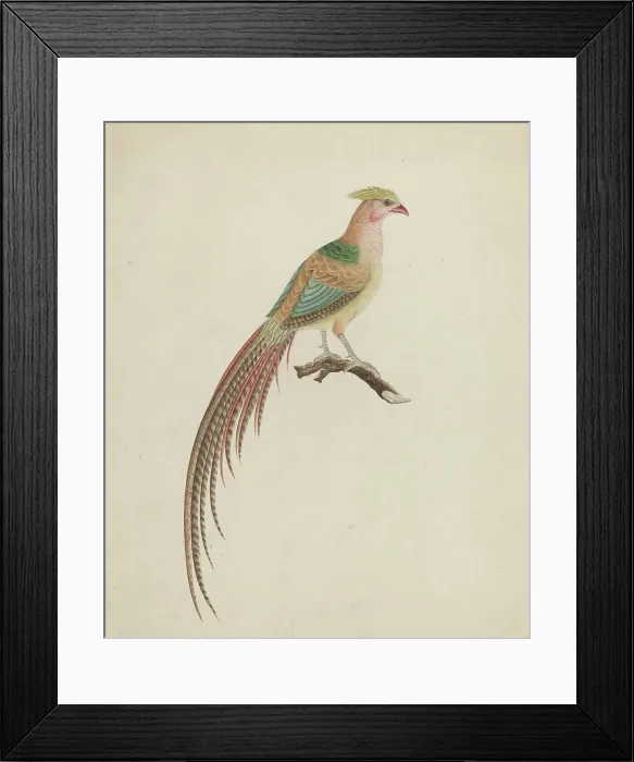 Framed Print : Golden Pheasant (Chrysolophus pictus), c. 1801. Creator: Unknown Framed Print : Golden Pheasant (Chrysolophus pictus), c. 1801. Creator: Unknown