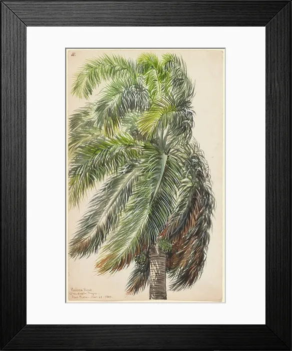 Framed Print : Palma Real, 1860. Creator: Charles de Wolf Brownell Framed Print : Palma Real, 1860. Creator: Charles de Wolf Brownell