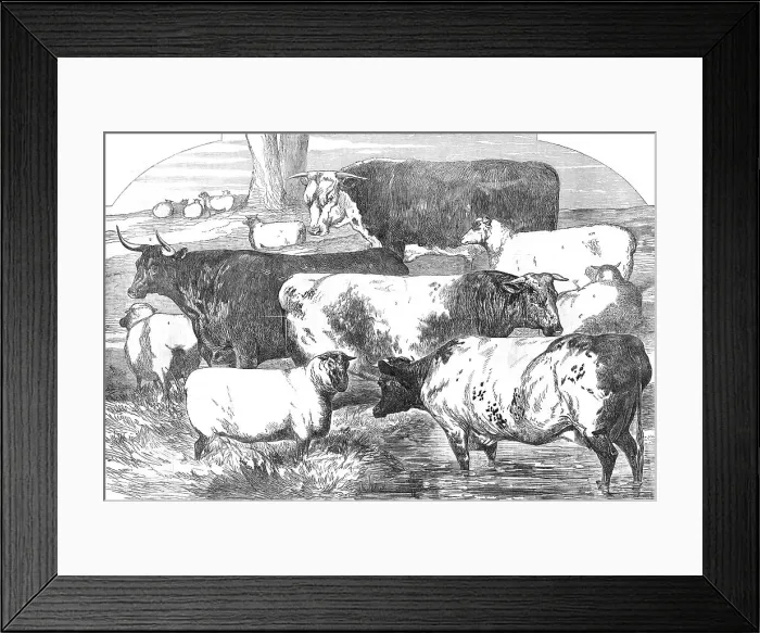Framed Print : Prize Cattle, from the Exhibition of the Royal Agricultural Society, at Lincoln... 1854. Creator: Unknown Framed Print : Prize Cattle, from the Exhibition of the Royal Agricultural Society, at Lincoln... 1854. Creator: Unknown