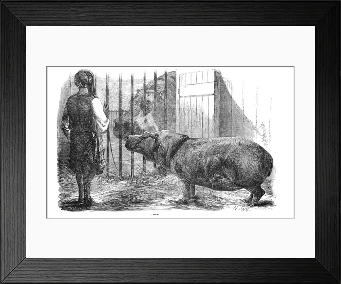Framed Print : The female hippopotamus, at the Zoological Society's Gardens, Regent's-Park, 1854. Creator: Unknown Framed Print : The female hippopotamus, at the Zoological Society's Gardens, Regent's-Park, 1854. Creator: Unknown
