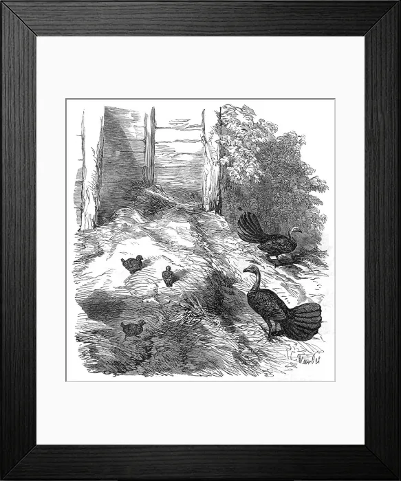 Framed Print : Nest of the Brush Turkey, in the Zoological Society's Gardens, Regent's-Park, 1854. Creator: H. Wendel Framed Print : Nest of the Brush Turkey, in the Zoological Society's Gardens, Regent's-Park, 1854. Creator: H. Wendel