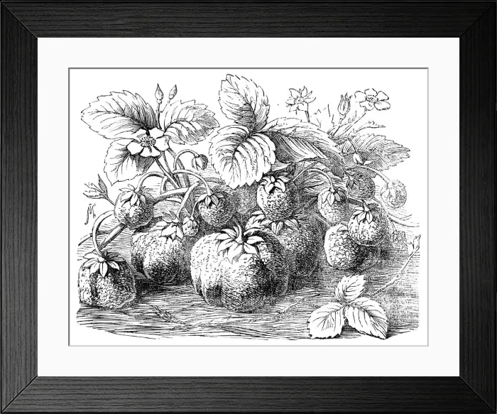 Framed Print : The new Strawberry, Sir Harry, 1854. Creator: Unknown. The new Strawberry, Sir Harry, 1854. Creator: Unknown