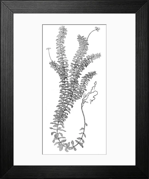 Framed Print : The New Water-Weed (Ancharis Alsinastrum), 1854. Creator: Unknown Framed Print : The New Water-Weed (Ancharis Alsinastrum), 1854. Creator: Unknown