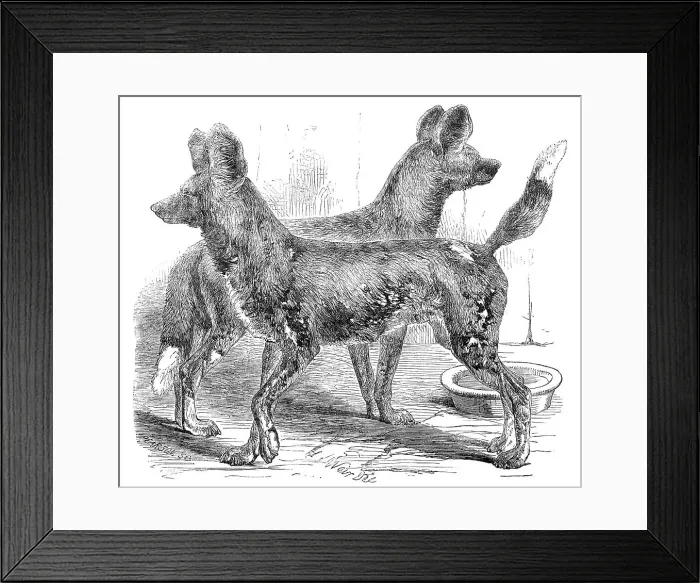 Framed Print : Cape Hunting Dogs, in the Gardens of the Zoological Society, Regent's-Park, 1854. Creator: Unknown Framed Print : Cape Hunting Dogs, in the Gardens of the Zoological Society, Regent's-Park, 1854. Creator: Unknown
