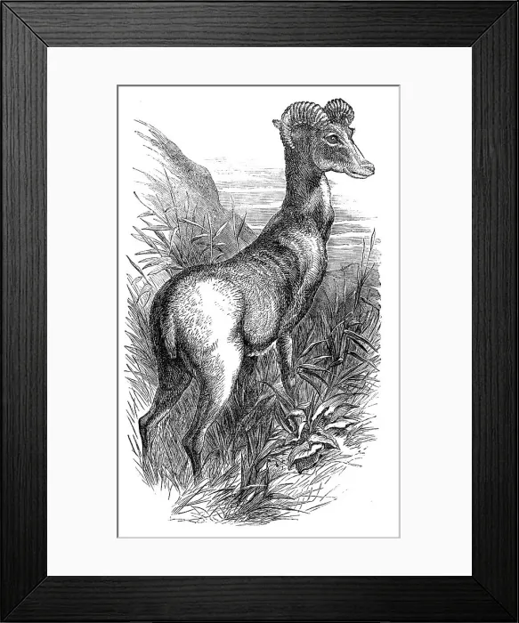 Framed Print : Wild Sheep of the Punjab, in the Gardens of the Zoologicial Society, Regent's-Park, 1854. Creator: Unknown Framed Print : Wild Sheep of the Punjab, in the Gardens of the Zoologicial Society, Regent's-Park, 1854. Creator: Unknown