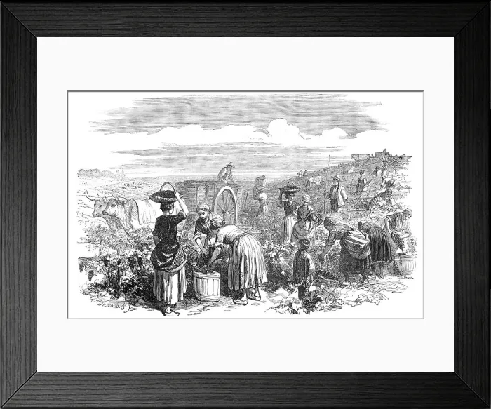 Framed Print : The Vintage, in Medoc, near Bordeaux, 1854. Creator: William Thomas Framed Print : The Vintage, in Medoc, near Bordeaux, 1854. Creator: William Thomas
