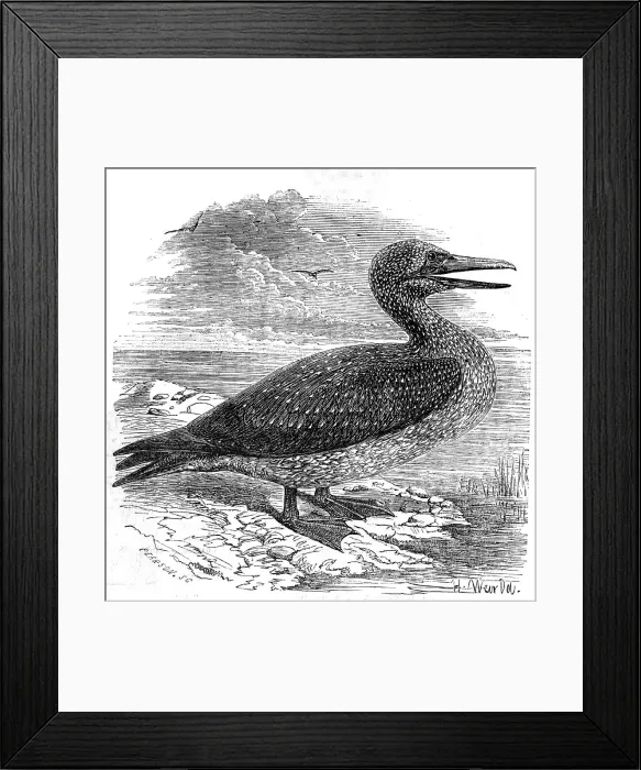 Framed Print : Solan Gannet, shot near Boston, 1854. Creator: Pearson Framed Print : Solan Gannet, shot near Boston, 1854. Creator: Pearson