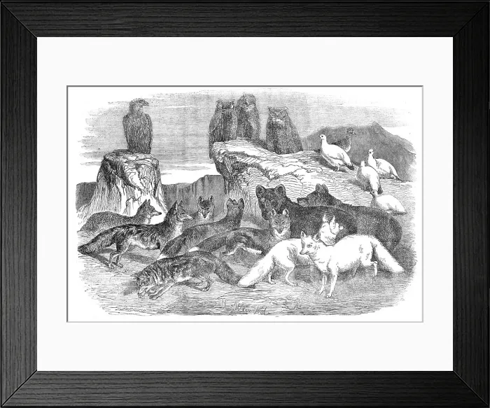 Framed Print : Arctic Foxes and Birds, just received by the Zoological Society, 1854. Creator: Unknown Framed Print : Arctic Foxes and Birds, just received by the Zoological Society, 1854. Creator: Unknown