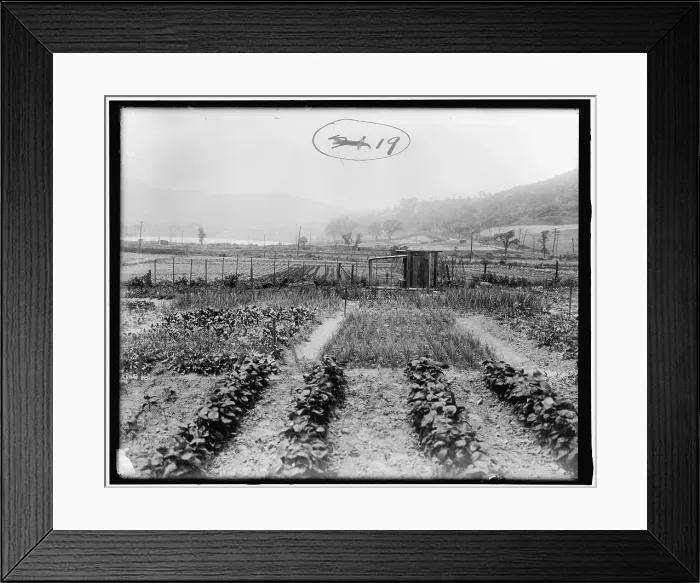 Framed Print : War Garden Commission, between 1910 and 1920. Creator: Harris & Ewing. War Garden Commission, between 1910 and 1920. Creator: Harris & Ewing Framed Print : War Garden Commission, between 1910 and 1920. Creator: Harris & Ewing. War Garden Commission, between 1910 and 1920. Creator: Harris & Ewing