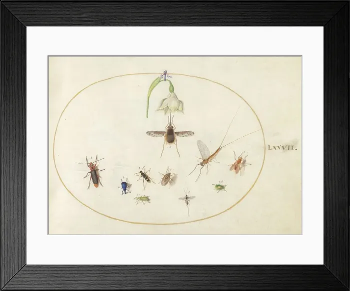 Framed Print : Plate 77: Hummingbird Hawk Moth with a White Flower, Blue and Green Weevils... c. 1575 / 1580. Creator: Joris Hoefnagel Framed Print : Plate 77: Hummingbird Hawk Moth with a White Flower, Blue and Green Weevils... c. 1575 / 1580. Creator: Joris Hoefnagel