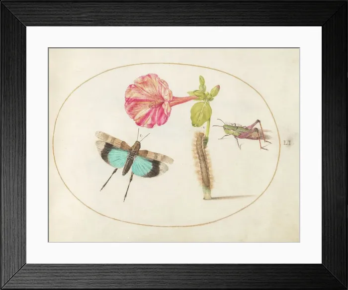 Framed Print : Plate 51: Grasshoppers and a Caterpillar with a Four O'Clock Flower, c. 1575 / 1580. Creator: Joris Hoefnagel Framed Print : Plate 51: Grasshoppers and a Caterpillar with a Four O'Clock Flower, c. 1575 / 1580. Creator: Joris Hoefnagel