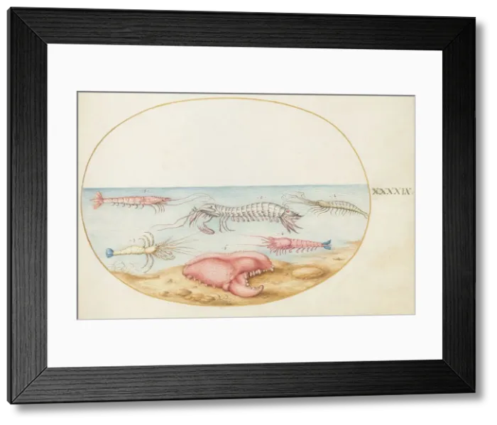 Framed Print : Animalia Aqvatilia et Cochiliata (Aqva): Plate XLIX, c. 1575 / 1580. Creator: Joris Hoefnagel Framed Print : Animalia Aqvatilia et Cochiliata (Aqva): Plate XLIX, c. 1575 / 1580. Creator: Joris Hoefnagel