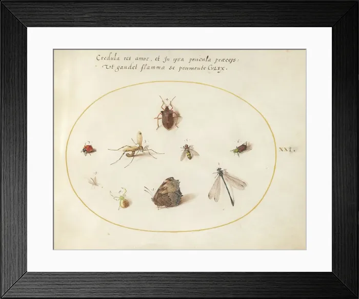 Framed Print : Plate 21: A Butterfly with a Dragonfly, a Ladybug, and Five other Insects, c. 1575 / 1580. Creator: Joris Hoefnagel Framed Print : Plate 21: A Butterfly with a Dragonfly, a Ladybug, and Five other Insects, c. 1575 / 1580. Creator: Joris Hoefnagel