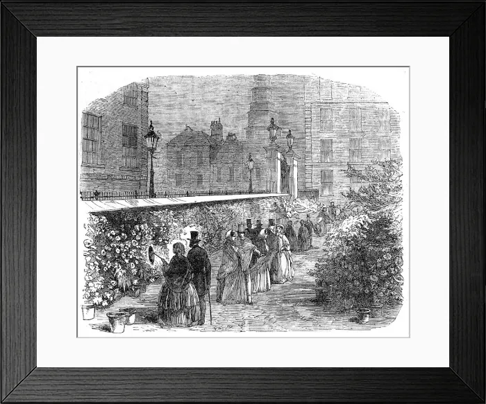 Framed Print : Chrysanthemums, in the Inner Temple Garden, 1854. Creator: Unknown Framed Print : Chrysanthemums, in the Inner Temple Garden, 1854. Creator: Unknown