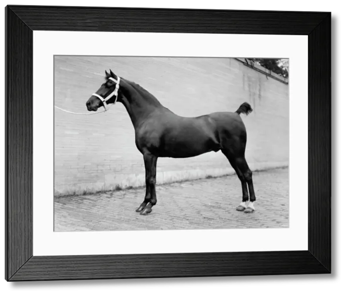 Framed Print : Horse Shows - Horses, 1912. Creator: Harris & Ewing. Horse Shows - Horses, 1912. Creator: Harris & Ewing Framed Print : Horse Shows - Horses, 1912. Creator: Harris & Ewing. Horse Shows - Horses, 1912. Creator: Harris & Ewing