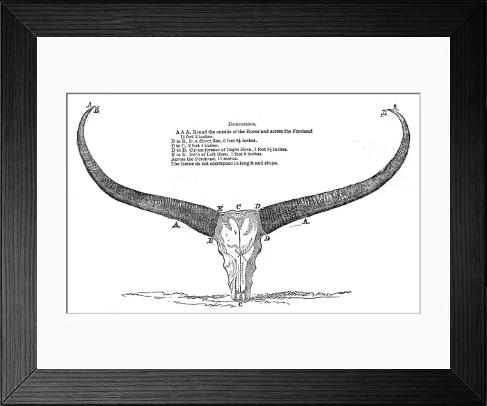 Framed Print : Skull and Horns of a Wild Buffalo, shot in Central Assam, 1854. Creator: Unknown Framed Print : Skull and Horns of a Wild Buffalo, shot in Central Assam, 1854. Creator: Unknown