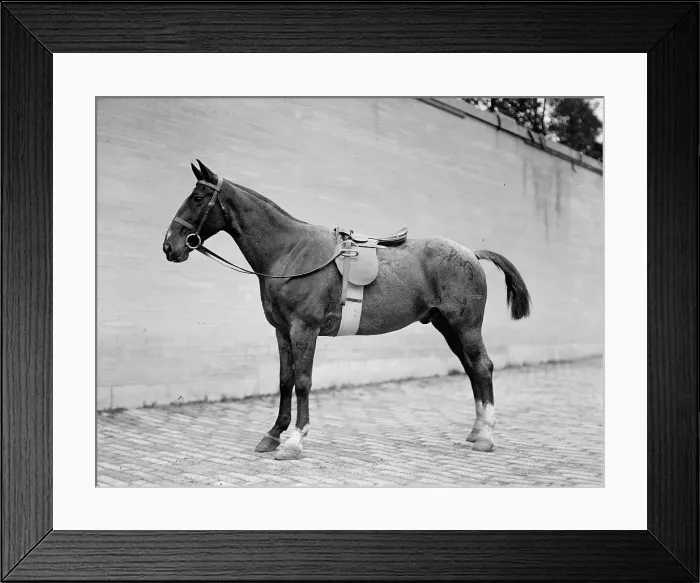 Framed Print : Horse Shows - Horses, 1912. Creator: Harris & Ewing. Horse Shows - Horses, 1912. Creator: Harris & Ewing Framed Print : Horse Shows - Horses, 1912. Creator: Harris & Ewing. Horse Shows - Horses, 1912. Creator: Harris & Ewing