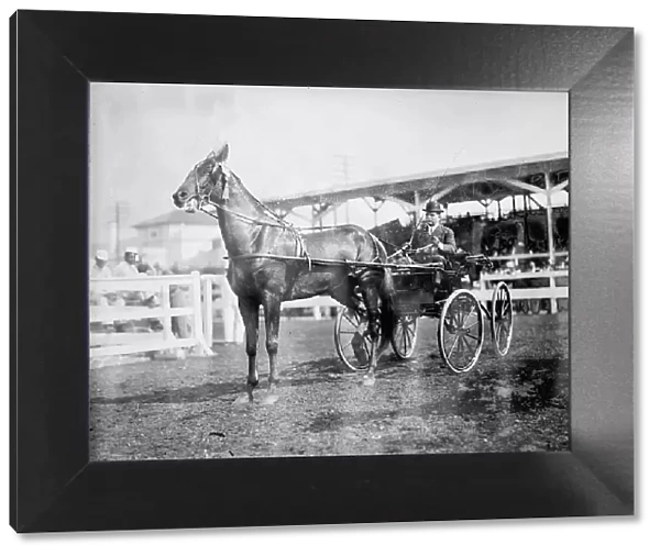 Gheen, J.O - Driving Boscobel In Horse Show, 1912. Creator: Harris & Ewing. Gheen, J.O - Driving Boscobel In Horse Show, 1912. Creator: Harris & Ewing
