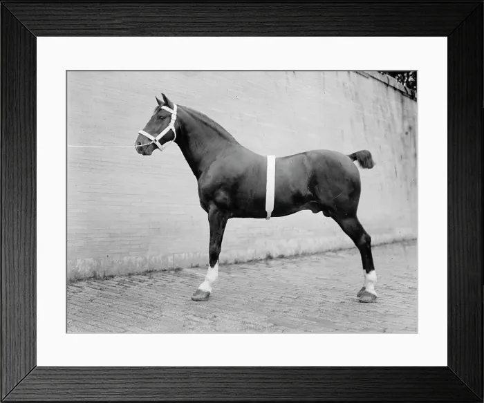 Framed Print : Horse Shows - Mclean, John Roll. His Horses, 1912. Creator: Harris & Ewing. Horse Shows - Mclean, John Roll. His Horses, 1912. Creator: Harris & Ewing Framed Print : Horse Shows - Mclean, John Roll. His Horses, 1912. Creator: Harris & Ewing. Horse Shows - Mclean, John Roll. His Horses, 1912. Creator: Harris & Ewing