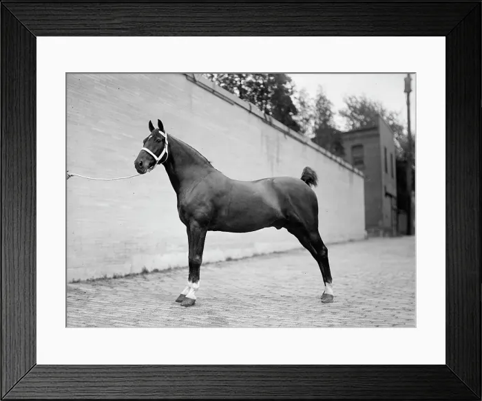 Framed Print : Horse Shows - Mclean Horses, 1912. Creator: Harris & Ewing. Horse Shows - Mclean Horses, 1912. Creator: Harris & Ewing Framed Print : Horse Shows - Mclean Horses, 1912. Creator: Harris & Ewing. Horse Shows - Mclean Horses, 1912. Creator: Harris & Ewing
