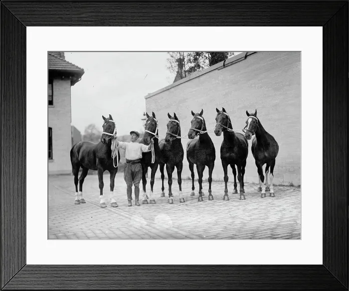 Framed Print : Horse Shows - Mclean Horses, 1912. Creator: Harris & Ewing. Horse Shows - Mclean Horses, 1912. Creator: Harris & Ewing Framed Print : Horse Shows - Mclean Horses, 1912. Creator: Harris & Ewing. Horse Shows - Mclean Horses, 1912. Creator: Harris & Ewing