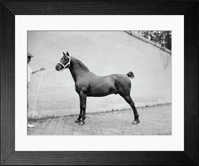 Framed Print : Horse Shows - Mclean Horses, 1912. Creator: Harris & Ewing. Horse Shows - Mclean Horses, 1912. Creator: Harris & Ewing Framed Print : Horse Shows - Mclean Horses, 1912. Creator: Harris & Ewing. Horse Shows - Mclean Horses, 1912. Creator: Harris & Ewing