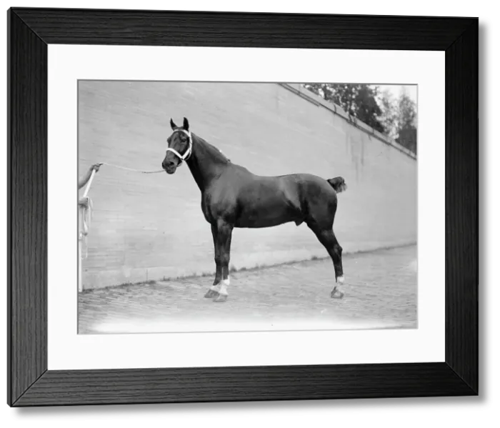 Framed Print : Horse Shows - Mclean Horses, 1912. Creator: Harris & Ewing. Horse Shows - Mclean Horses, 1912. Creator: Harris & Ewing Framed Print : Horse Shows - Mclean Horses, 1912. Creator: Harris & Ewing. Horse Shows - Mclean Horses, 1912. Creator: Harris & Ewing