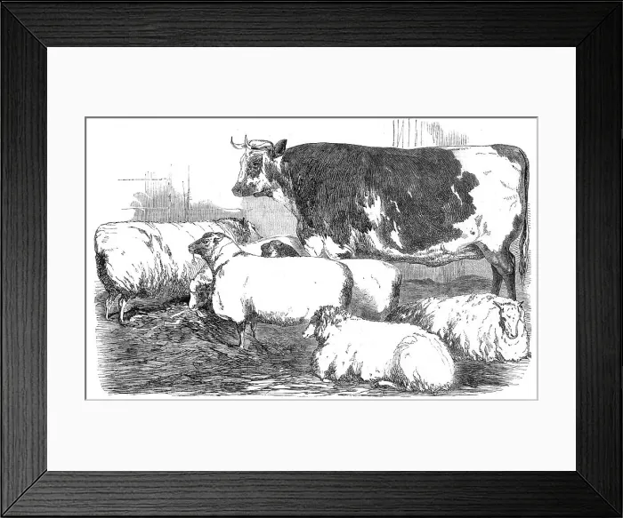 Framed Print : The Smithfield Club Prize Cattle-show, 1854. Creator: Unknown Framed Print : The Smithfield Club Prize Cattle-show, 1854. Creator: Unknown