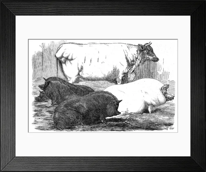 Framed Print : The Smithfield Club Prize Cattle-show, 1854. Creator: Unknown Framed Print : The Smithfield Club Prize Cattle-show, 1854. Creator: Unknown
