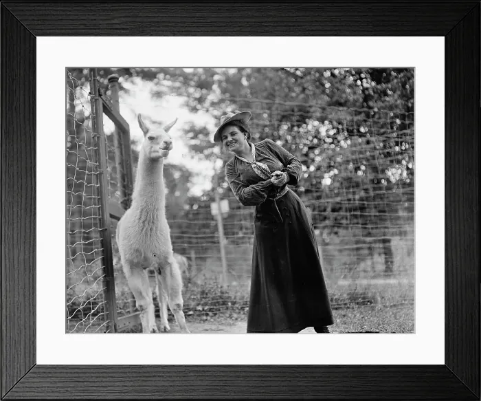 Framed Print : Mrs. Franklin Adams, nee Harriet Chalmers, at Zoo with Llama, 1912. Creator: Harris & Ewing. Mrs. Franklin Adams, nee Harriet Chalmers, at Zoo with Llama, 1912. Creator: Harris & Ewing Framed Print : Mrs. Franklin Adams, nee Harriet Chalmers, at Zoo with Llama, 1912. Creator: Harris & Ewing. Mrs. Franklin Adams, nee Harriet Chalmers, at Zoo with Llama, 1912. Creator: Harris & Ewing