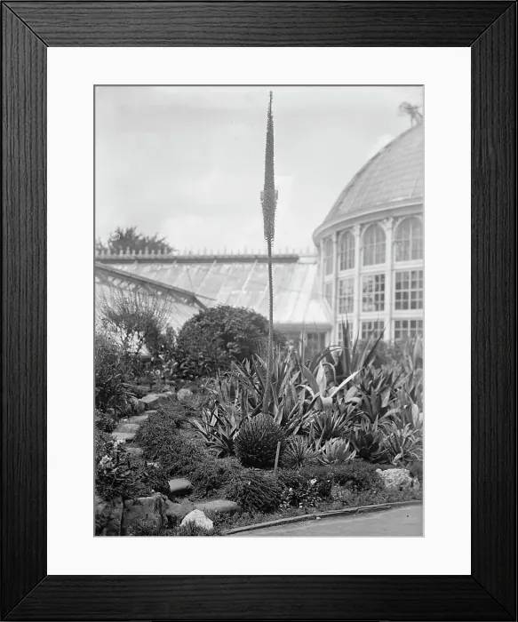 Framed Print : Botanical Gardens, 1917 or 1918. Creator: Harris & Ewing. Botanical Gardens, 1917 or 1918. Creator: Harris & Ewing Framed Print : Botanical Gardens, 1917 or 1918. Creator: Harris & Ewing. Botanical Gardens, 1917 or 1918. Creator: Harris & Ewing
