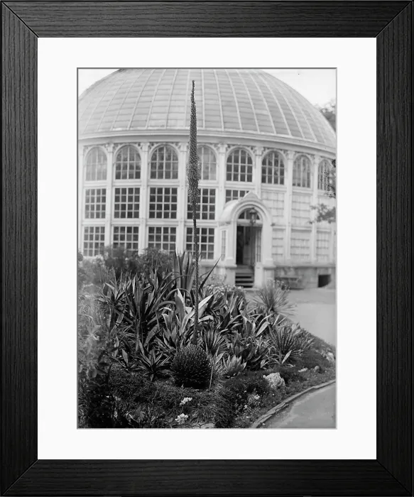 Framed Print : Botanical Gardens, 1917 or 1918. Creator: Harris & Ewing. Botanical Gardens, 1917 or 1918. Creator: Harris & Ewing Framed Print : Botanical Gardens, 1917 or 1918. Creator: Harris & Ewing. Botanical Gardens, 1917 or 1918. Creator: Harris & Ewing