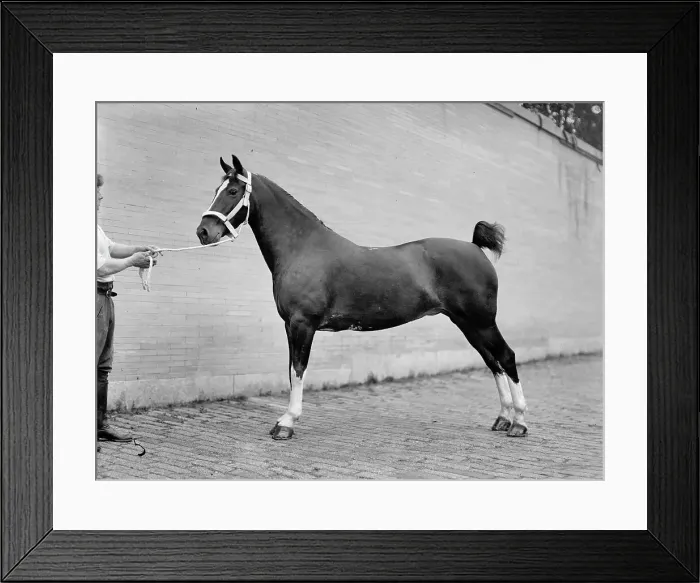 Framed Print : Horse Shows - Mclean, John Roll. His Horses, 1912. Creator: Harris & Ewing. Horse Shows - Mclean, John Roll. His Horses, 1912. Creator: Harris & Ewing Framed Print : Horse Shows - Mclean, John Roll. His Horses, 1912. Creator: Harris & Ewing. Horse Shows - Mclean, John Roll. His Horses, 1912. Creator: Harris & Ewing
