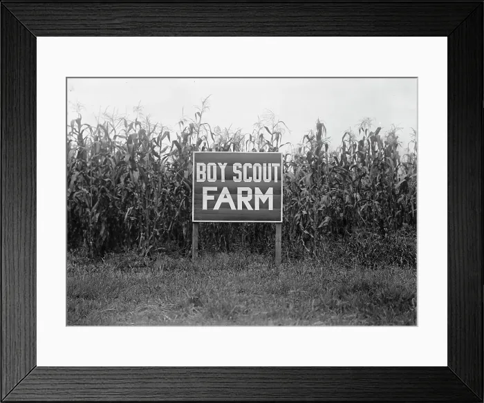 Framed Print : Boy Scouts, Boy Scout Farm, 1917. Creator: Harris & Ewing. Boy Scouts, Boy Scout Farm, 1917. Creator: Harris & Ewing Framed Print : Boy Scouts, Boy Scout Farm, 1917. Creator: Harris & Ewing. Boy Scouts, Boy Scout Farm, 1917. Creator: Harris & Ewing
