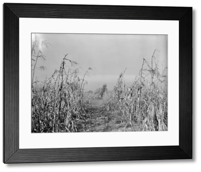 Framed Print : Boy Scouts, Boy Scout Farm, 1917. Creator: Harris & Ewing. Boy Scouts, Boy Scout Farm, 1917. Creator: Harris & Ewing Framed Print : Boy Scouts, Boy Scout Farm, 1917. Creator: Harris & Ewing. Boy Scouts, Boy Scout Farm, 1917. Creator: Harris & Ewing